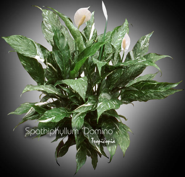 Spathiphyllum - Spathiphyllum Domino - Lys de paix - Peace lily